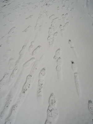 フィンランンドの雪道2